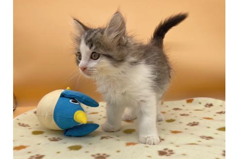 成約済の東京都のサイベリアン-16187の5枚目