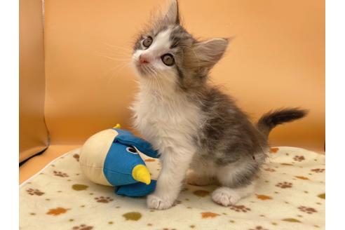 成約済の東京都のサイベリアン-16187の4枚目