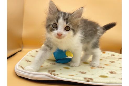 成約済の東京都のサイベリアン-16187の2枚目