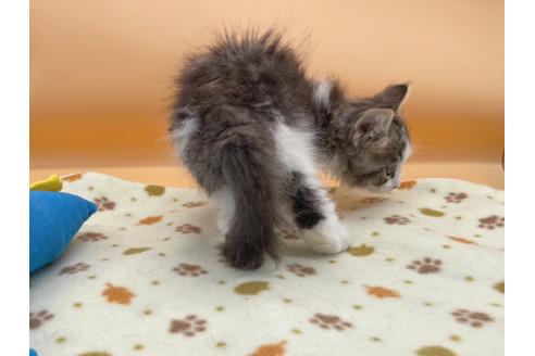 成約済の東京都のサイベリアン-16187の6枚目