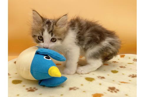 成約済の東京都のサイベリアン-16187の3枚目