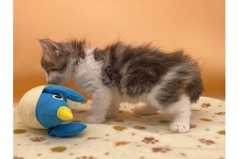 成約済の東京都のサイベリアン-16187の8枚目