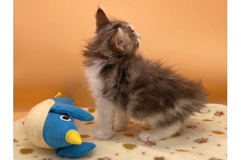 成約済の東京都のサイベリアン-16187の7枚目