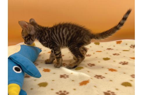 成約済の東京都のジェネッタ-16350の2枚目