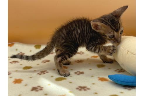 成約済の東京都のジェネッタ-16350の3枚目