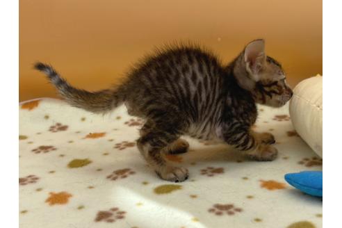 成約済の東京都のジェネッタ-16350の4枚目