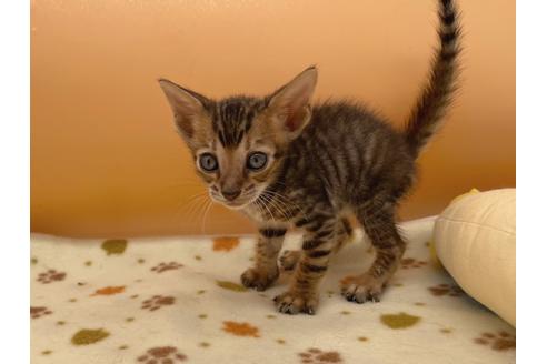 成約済の東京都のジェネッタ-16350の5枚目