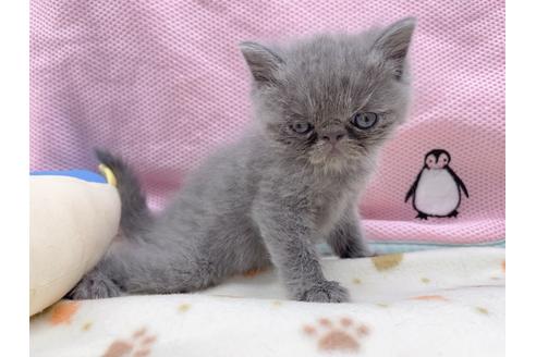 成約済の東京都のエキゾチックショートヘア-17031