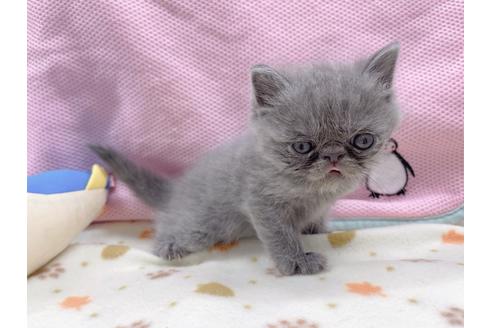 成約済の東京都のエキゾチックショートヘア-17031の2枚目