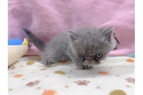 成約済の東京都のエキゾチックショートヘア-17031の3枚目