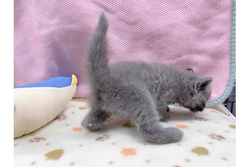 成約済の東京都のエキゾチックショートヘア-17031の4枚目