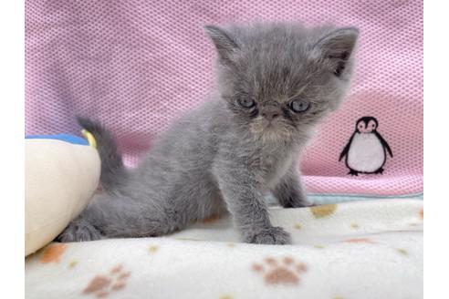 成約済の東京都のエキゾチックショートヘア-17031の5枚目