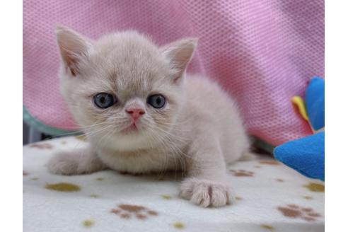 成約済の東京都のエキゾチックショートヘア-17032