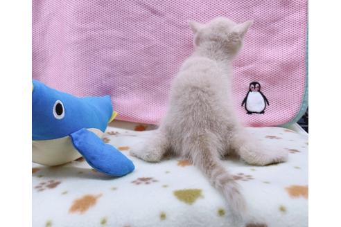 成約済の東京都のエキゾチックショートヘア-17032の2枚目