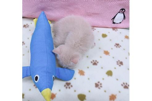 成約済の東京都のエキゾチックショートヘア-17032の3枚目