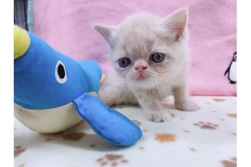 成約済の東京都のエキゾチックショートヘア-17032の4枚目