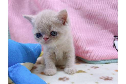 成約済の東京都のエキゾチックショートヘア-17032の5枚目