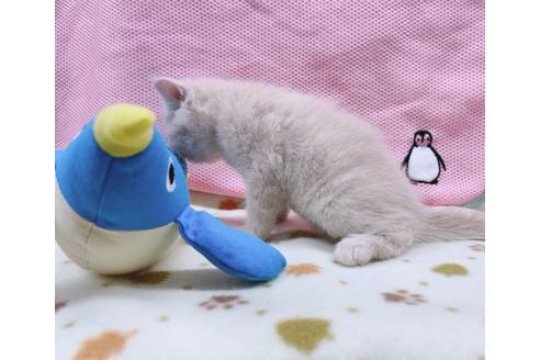 成約済の東京都のエキゾチックショートヘア-17032の6枚目