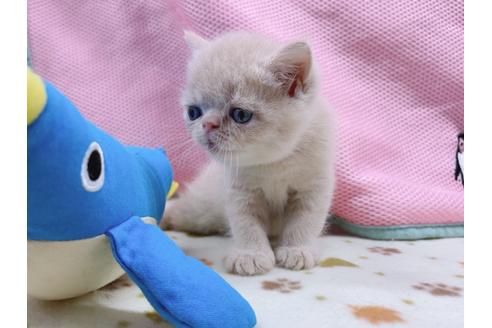 成約済の東京都のエキゾチックショートヘア-17032の7枚目