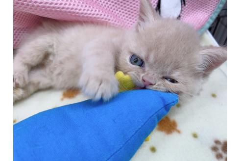 成約済の東京都のエキゾチックショートヘア-17032の8枚目