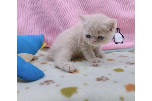 成約済の東京都のエキゾチックショートヘア-17032の10枚目