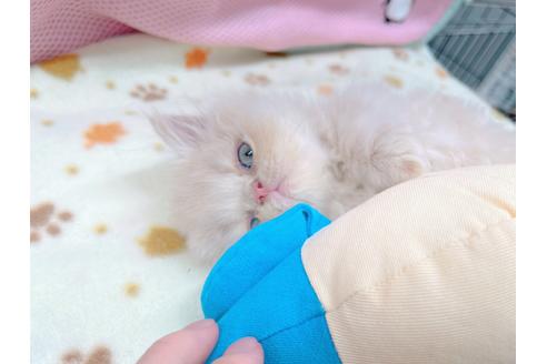 成約済の東京都のエキゾチックショートヘア-17033の7枚目