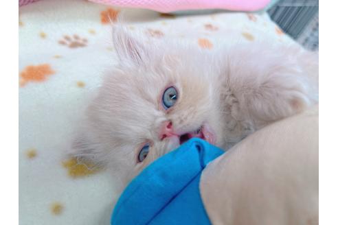 成約済の東京都のエキゾチックショートヘア-17033の9枚目