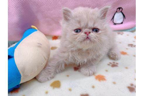 成約済の東京都のエキゾチックショートヘア-17033の10枚目