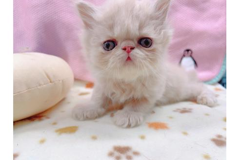 成約済の東京都のエキゾチックショートヘア-17033の8枚目