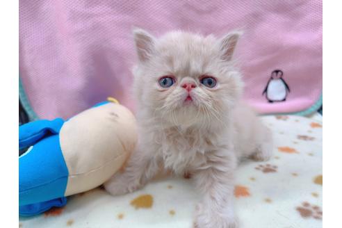 成約済の東京都のエキゾチックショートヘア-17033