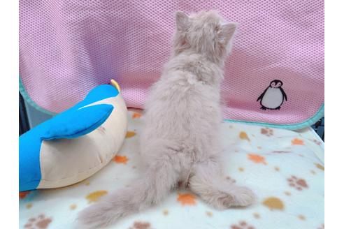 成約済の東京都のエキゾチックショートヘア-17033の6枚目