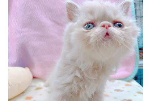 成約済の東京都のエキゾチックショートヘア-17033の3枚目