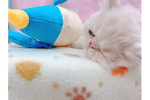 成約済の東京都のエキゾチックショートヘア-17033の4枚目