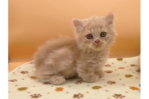 成約済の東京都のミヌエット-16412の1枚目