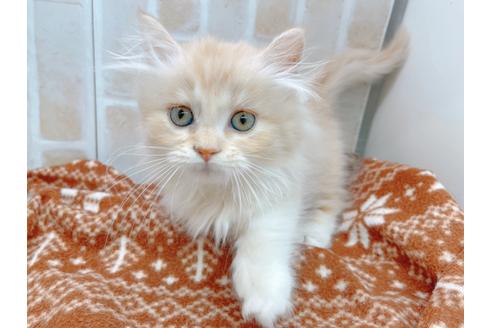 成約済の東京都のマンチカン-17084の13枚目