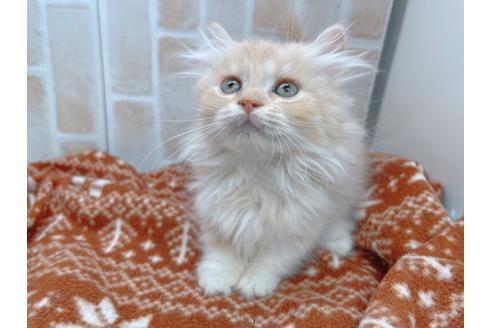 成約済の東京都のマンチカン-17084の9枚目