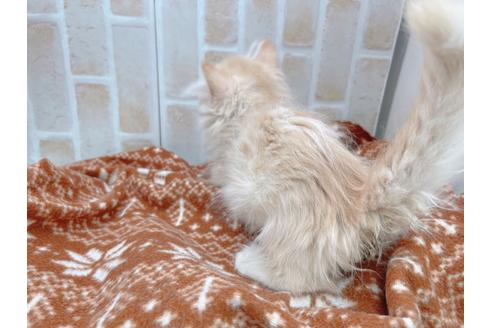 成約済の東京都のマンチカン-17084の10枚目