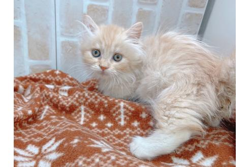 成約済の東京都のマンチカン-17084の11枚目