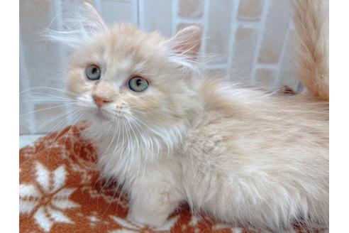 成約済の東京都のマンチカン-17084の12枚目