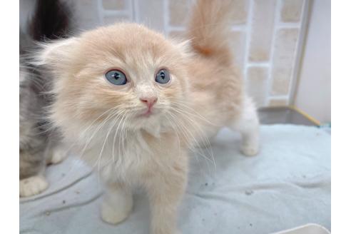 成約済の東京都のスコティッシュフォールド-17083の7枚目