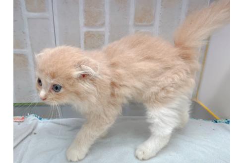 成約済の東京都のスコティッシュフォールド-17083の8枚目