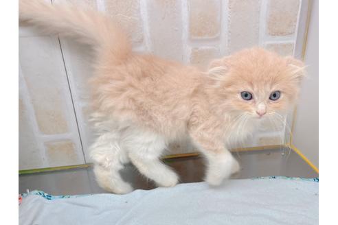 成約済の東京都のスコティッシュフォールド-17083の9枚目