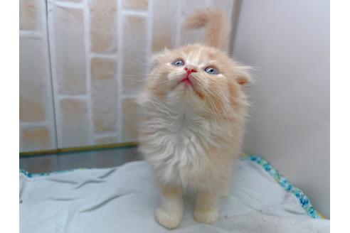 成約済の東京都のスコティッシュフォールド-17083の12枚目