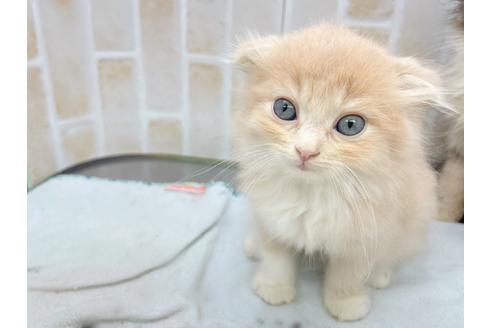 成約済の東京都のスコティッシュフォールド-17083の6枚目