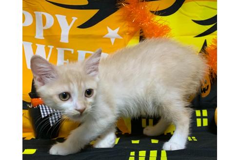 成約済の埼玉県のスコティッシュフォールド-15932の4枚目