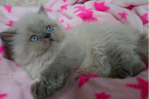 成約済の愛知県のヒマラヤン-17120