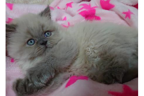 成約済の愛知県のヒマラヤン-17120の5枚目