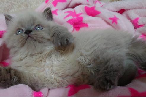 成約済の愛知県のヒマラヤン-17120の4枚目