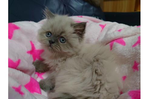 成約済の愛知県のヒマラヤン-17120の2枚目