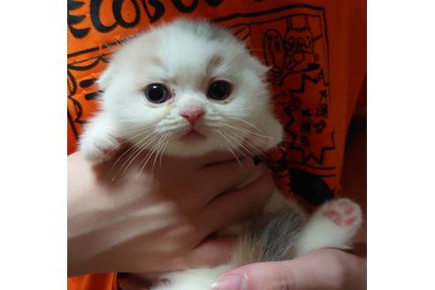 成約済の愛知県のスコティッシュフォールド-17121の4枚目